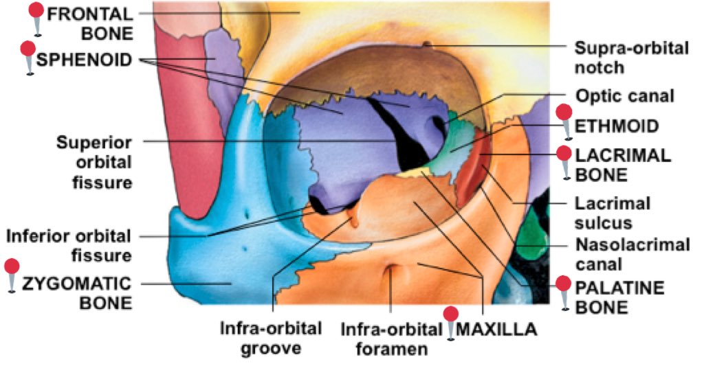 orbital bone